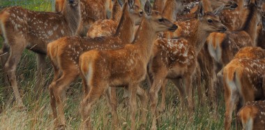 Denise Pawsey Fawns on the move