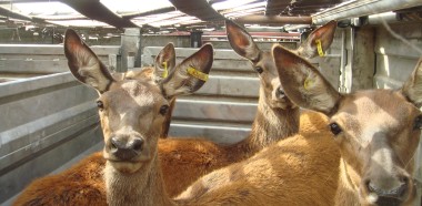 Deer on in crates on trucks 027 2