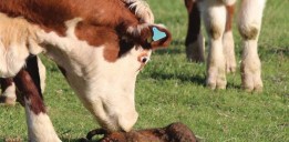 cow sniffs possum low res