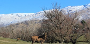 38.Kristil Leslie Dear Red Deer