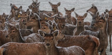 4.Abbie Eaton Frosty fawns Haldon station