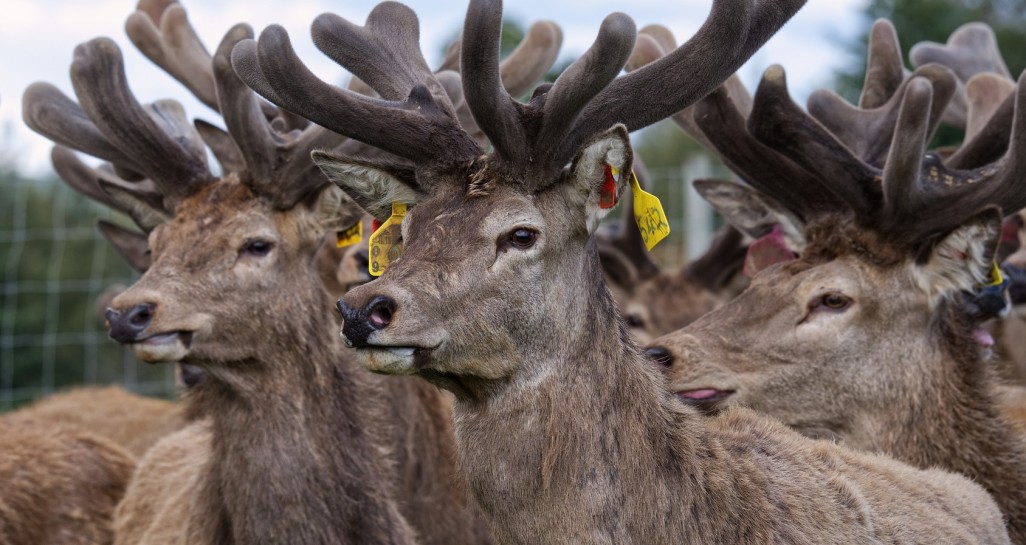 Angela McIntyre Lets grow boys