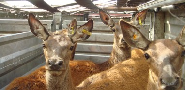 Deer on in crates on trucks 027 2