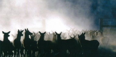 Dust Doug Andrews2