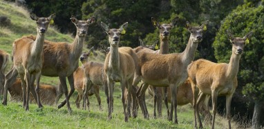 Hinds NivenFarm 2016