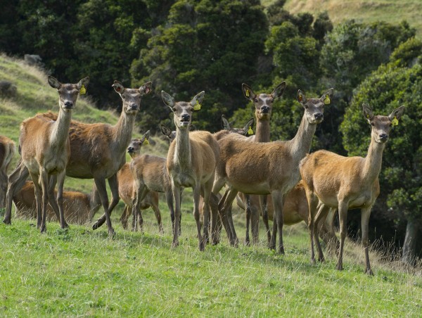 Farm deer deals