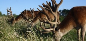 antlers website 0