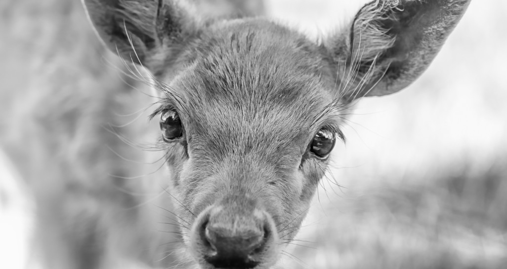 Gill Maclean Curious