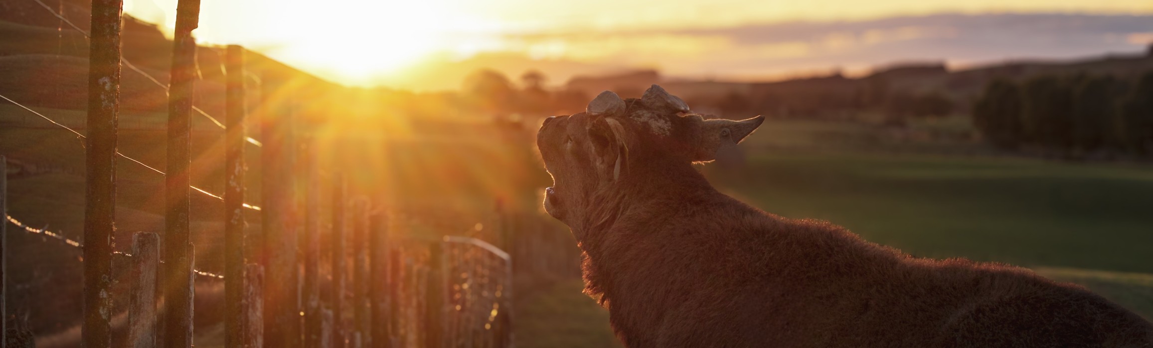 Leeza Marie Pratt - Sunset roar