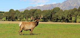 59.Sandra Stevens Wapiti Stag Takitimu in background