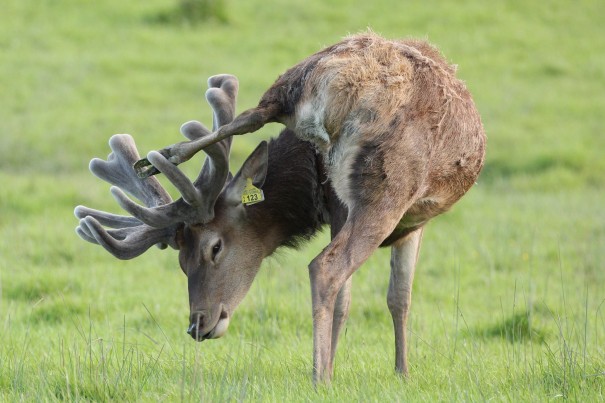 Richard Hilson Scratch that itch