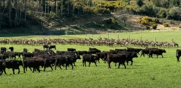 Square tile 2026 FFP Southland