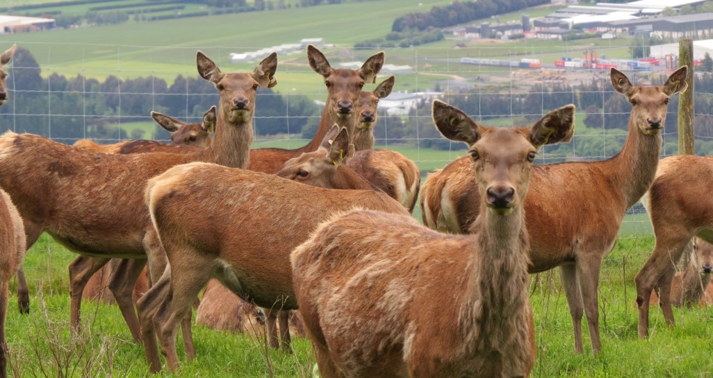 Hinds on the Invermay hill farm overlooking the Taieri Plains1
