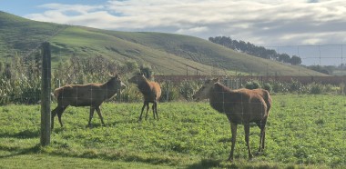 Stags
